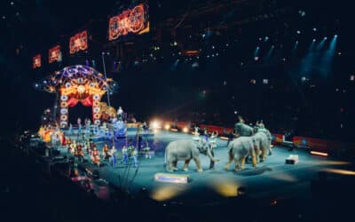 Die Auswirkungen von Zirkus auf den Tierschutz