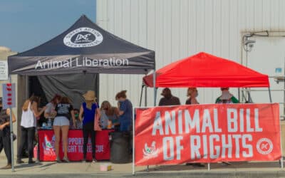 Die Bedeutung der Tierrechte in Bezug auf den Tierschutz