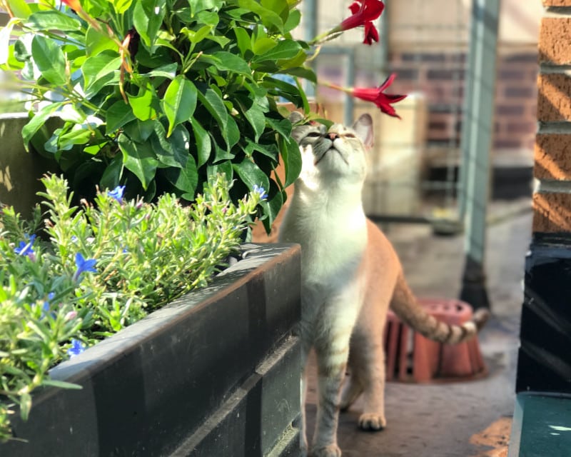 Katzenbalkon: Eine sichere Outdoor-Oase für deine Katze