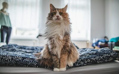 Katzenpension: Was du beachten solltest, damit deine Katze sich wie zu Hause fühlt