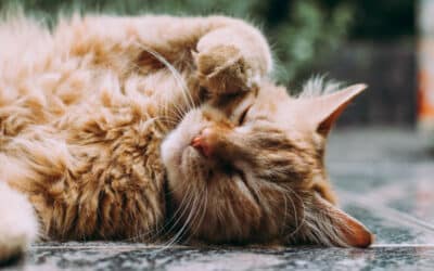 Die Katzenversicherung: Ein Schutz für deinen besten Freund