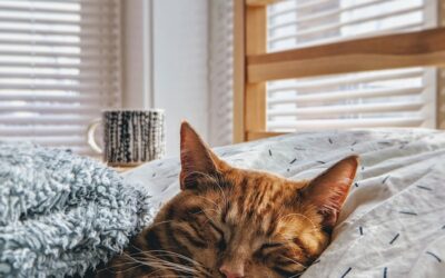 Milbemax Katze: Wirkung, Dosierung und Anwendung vom Wurmmittel