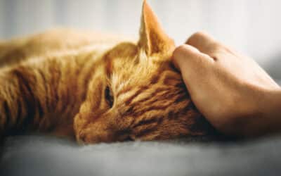 Milprazon für Katzen: Die sichere und effektive Wahl zur Wurmbekämpfung