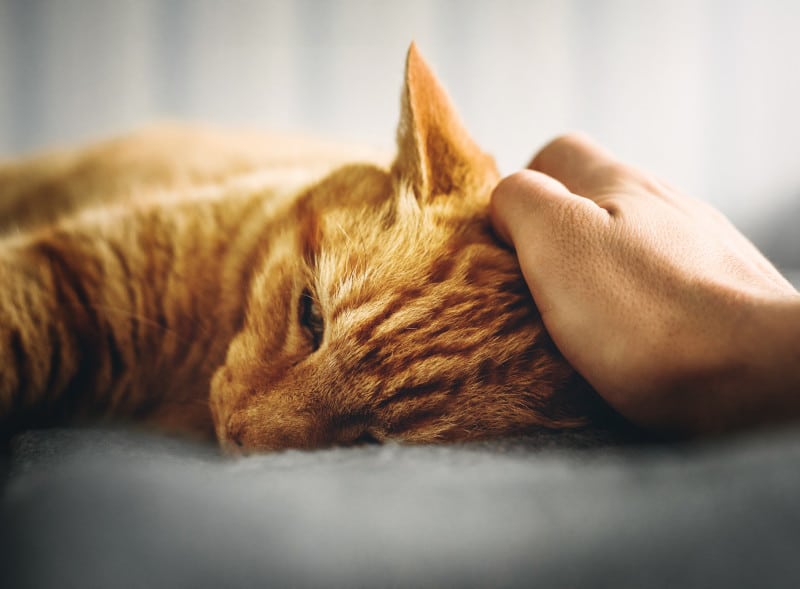 Milprazon für Katzen: Die sichere und effektive Wahl zur Wurmbekämpfung