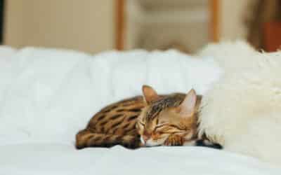Niereninsuffizienz bei Katzen: Symptome, Ursachen und Behandlung