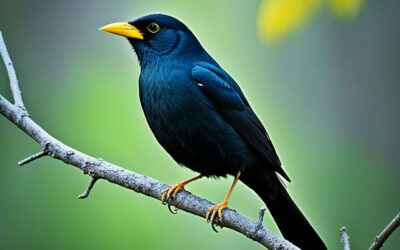 Schwarzer Vogel mit gelben Schnabel Identifikation