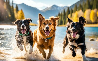 Urlaub mit Hund am See – Für Hunde geeignete Orte